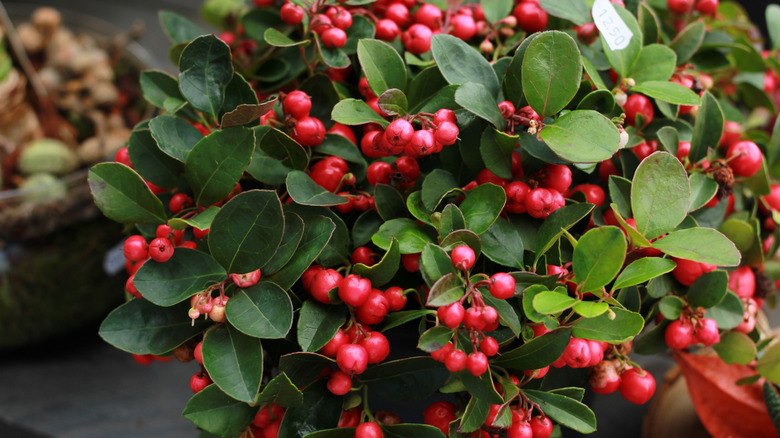 Green leaves and red berries on American wintergreen plant