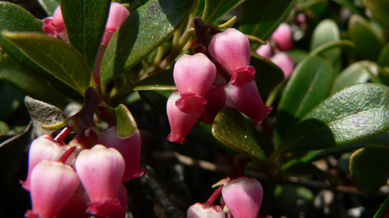 Bearberry plant with pink flowers