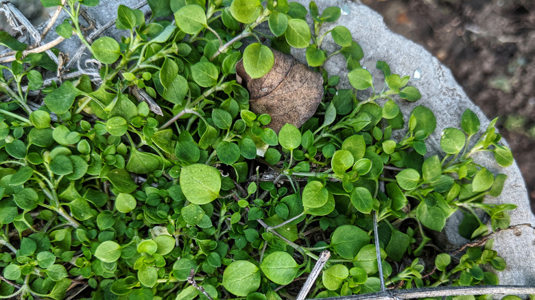 Corsican mint covers the soil in a planter