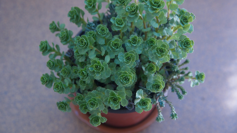 Creeping stonecrop in pot