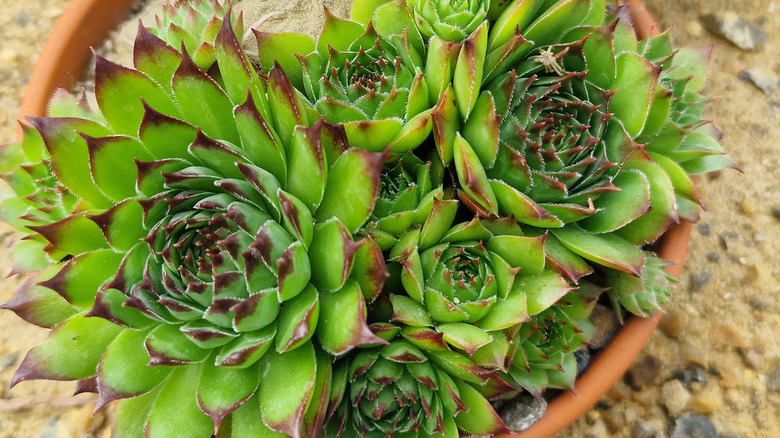 Hens and chicks succulent plants growing in planter
