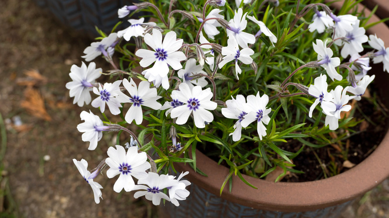 Moss phlox growing in a container