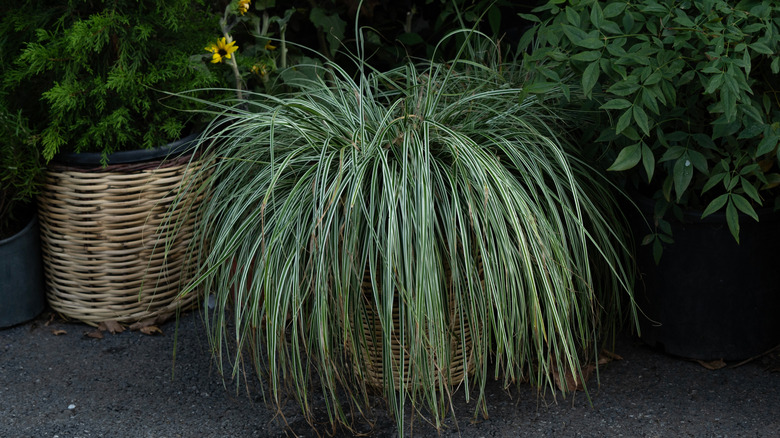 Variegated sedge growing in planter