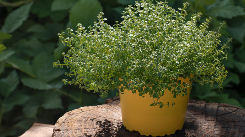 Pot of thyme with foliage spilling over the edge of the container