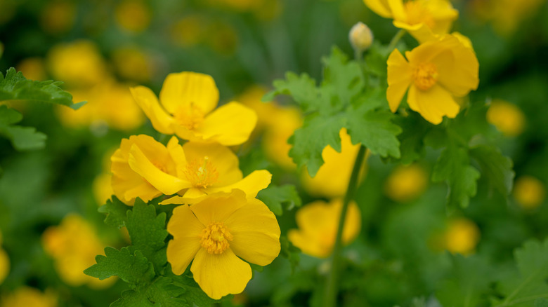 The yellow flowers of a wood poppy