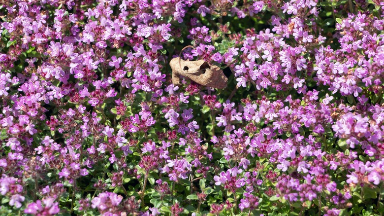 Pinkish lilac blooms of creeping thyme
