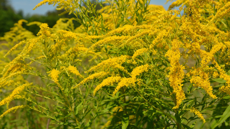 Yellow flowers of goldenrod