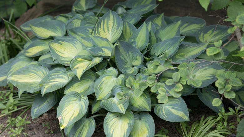 Hosta plant growing in garden