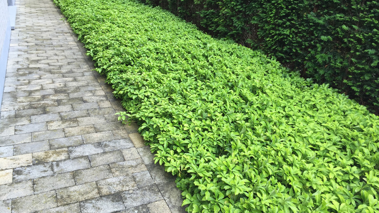 Pachysandra ground covers near border and path in garden