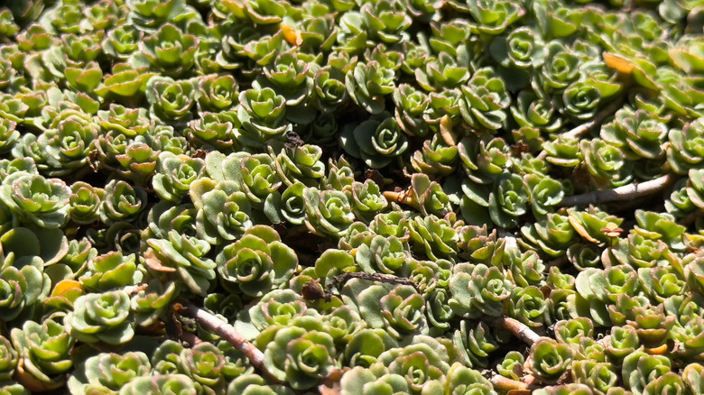 'John Creech' sedum growing in garden