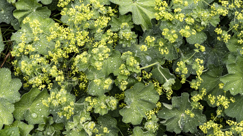 Dew drops on leaves of the Lady's mantle plant