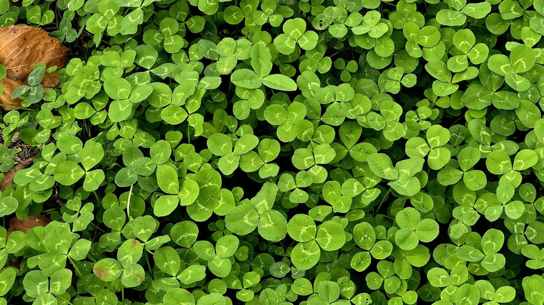 Small green leaves of microclover