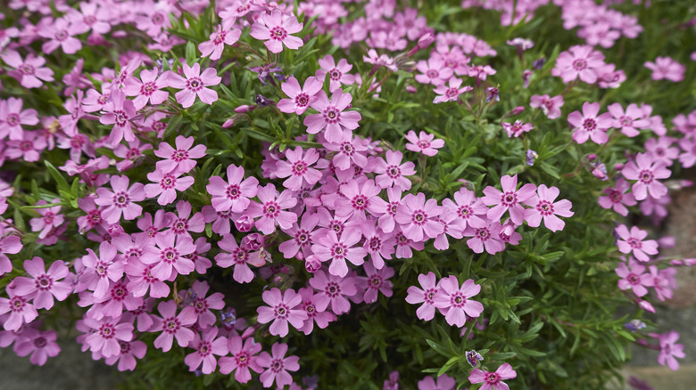 Pink flowers of moss phlox blooming in garden