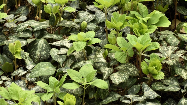 Green leaves of pachysandra procumbens in garden