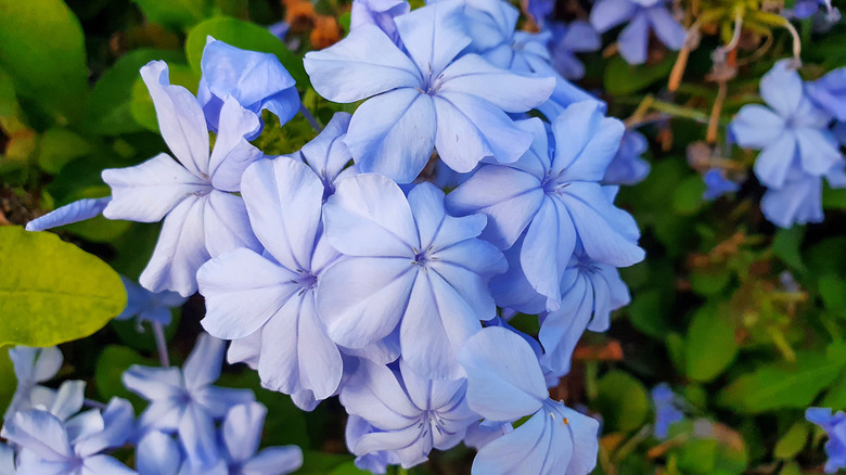 Blue flowers of plumbago in bloom
