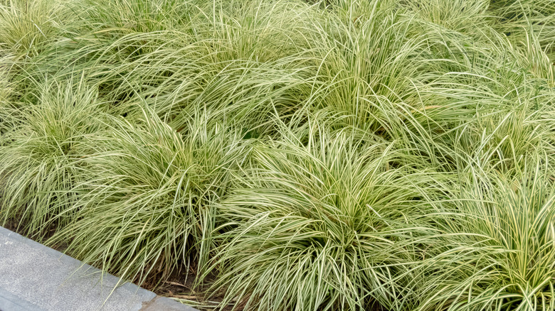 Sedge grass growing within border