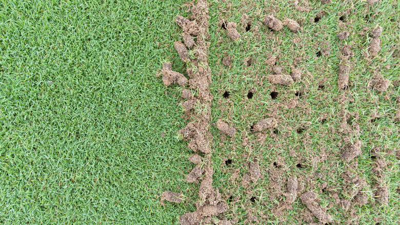 Pile of plugs of soil removed from sports field.