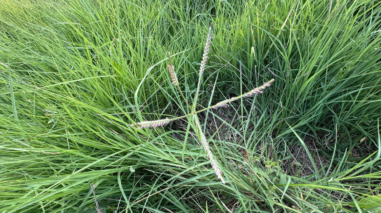 close up of Indian goosegrass growing in lawn