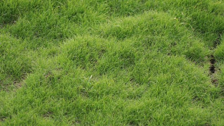 close up of Kentucky Bluegrass