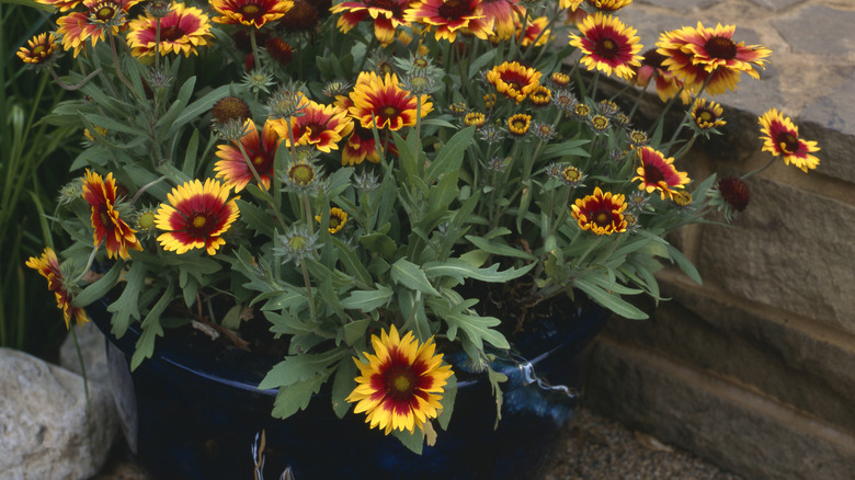 The flowers of gaillardia species growing in a blue ceramic planter on a balcony.
