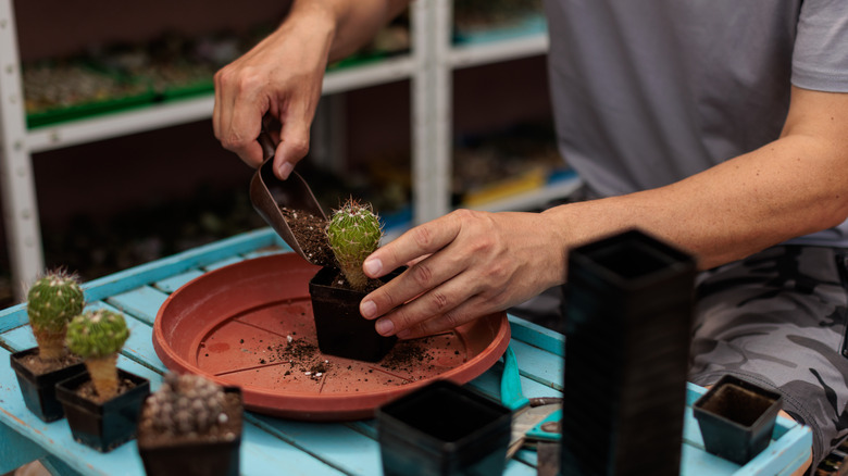 A man plants cacti in small plastic pots in a garden shed.