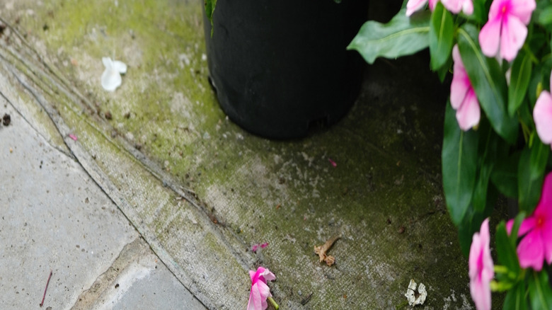 Red coneflowers growing in a black planter.