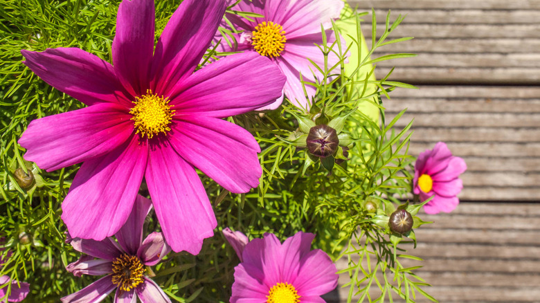 A pink flowering cosmos grows in a planter on a deck.
