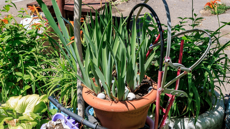 Orange day lilies growing in pots in a front yard.