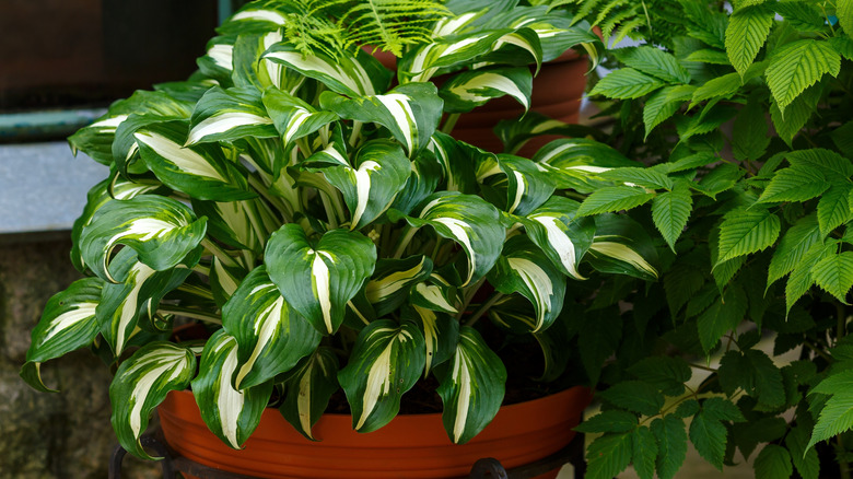 A variegated hosta growing in a plastic planter on a stand.