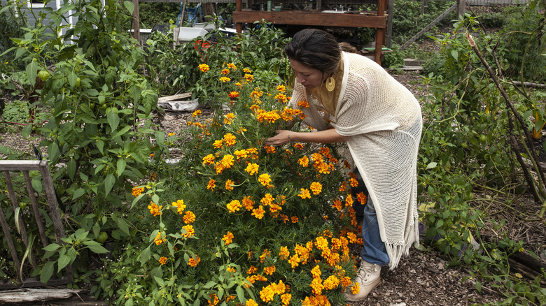 A person picks marigolds planted in a garden bed.