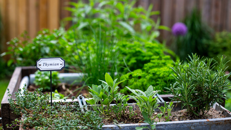 Various Mediterranean herbs growing in a raised planter.