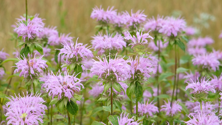 Wild bergamot or beebalm growing in an open field.