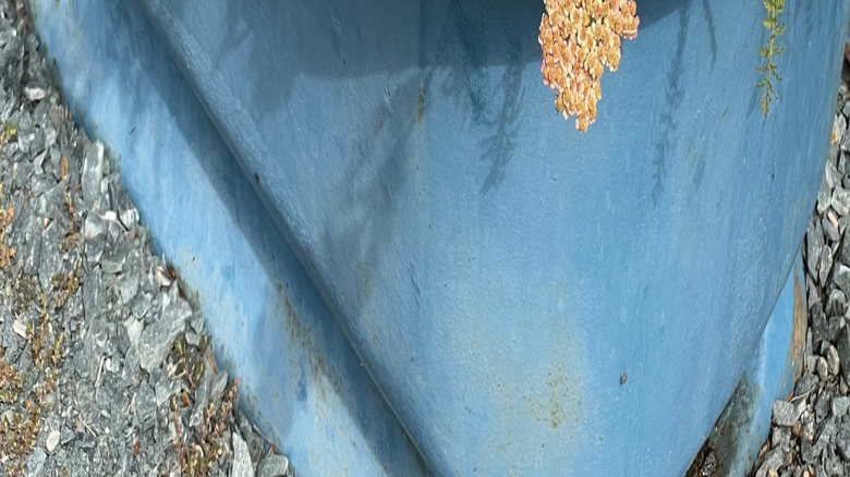 Yarrow with ageing flowers growing in an old bath.