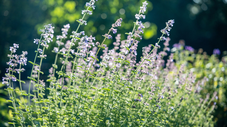Catnip plant with small blooming flowers in yard