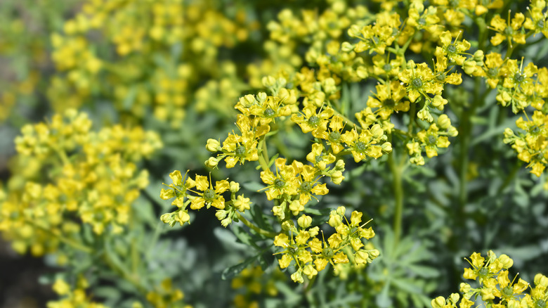 The tiny yellow flowers of garden rue.