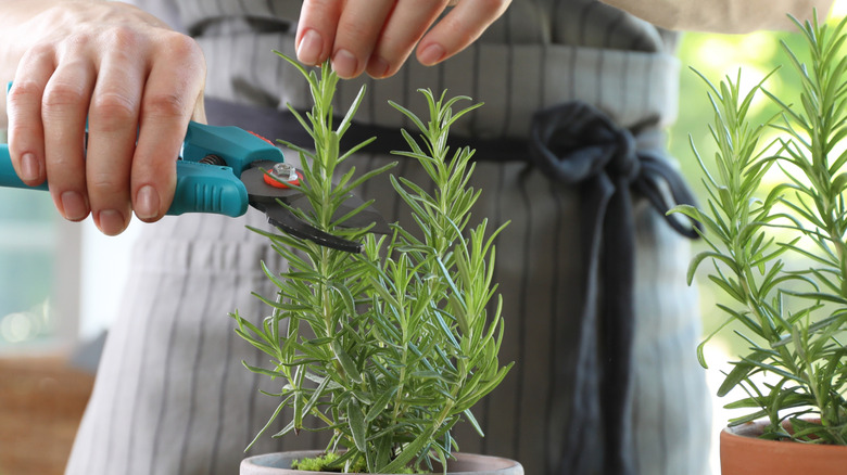 A woman prunes a rosemary planted in a pot.