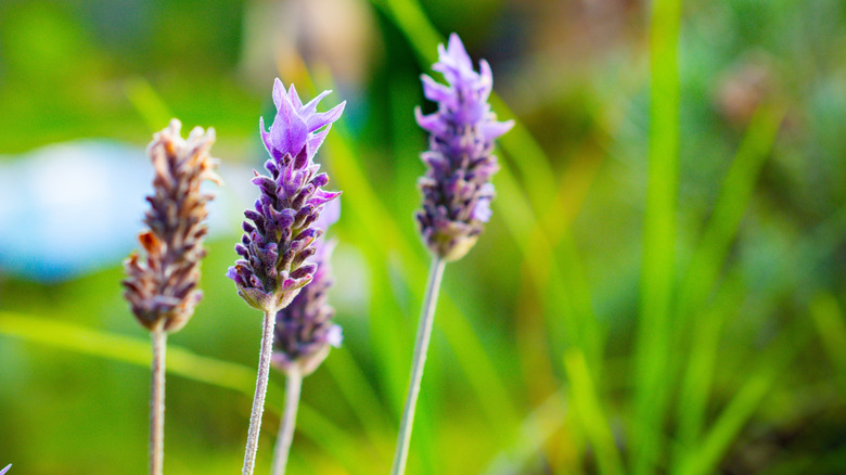 Lavender flowers sprouting out of lavender plant