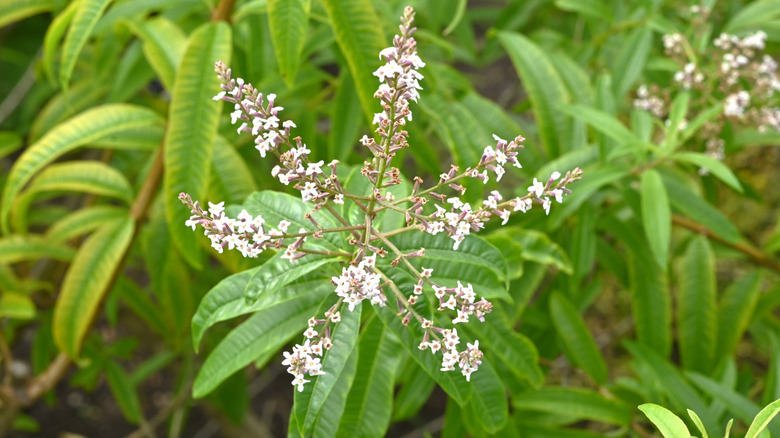 The small white flower stems of lemon verbena nestle amid large green leaves.