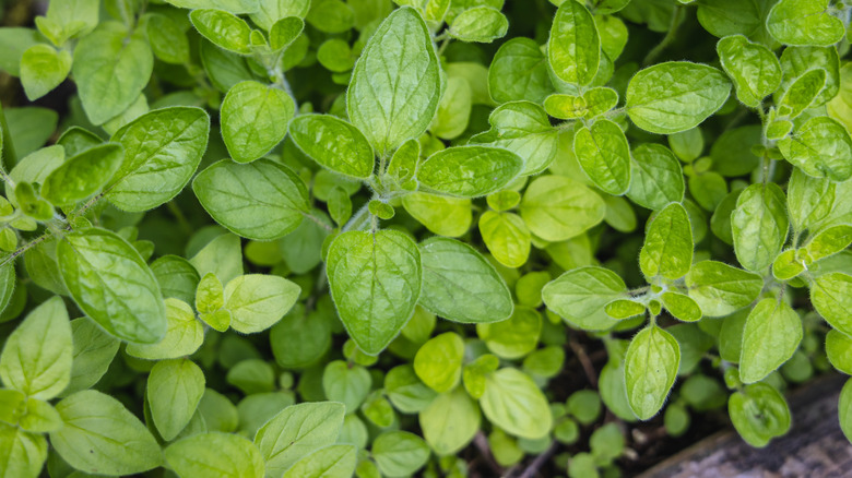 The green leaves of an oregano plant growing in garden.
