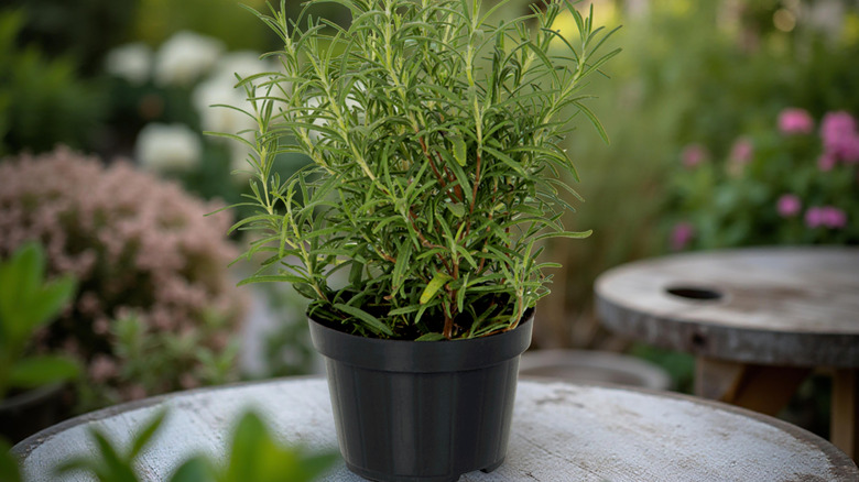 fA rosemary plant in a black pot on a table.
