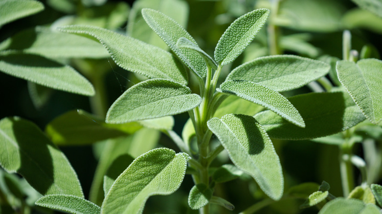 The white-green leaves of a sage plant basking in the sunlight.