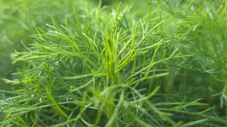 The green, fern-like leaves of southernwood.