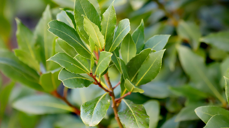 Sweet bay leaves growing on a tree planted in garden.