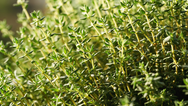 Thyme herbs growing in garden and receiving sunlight