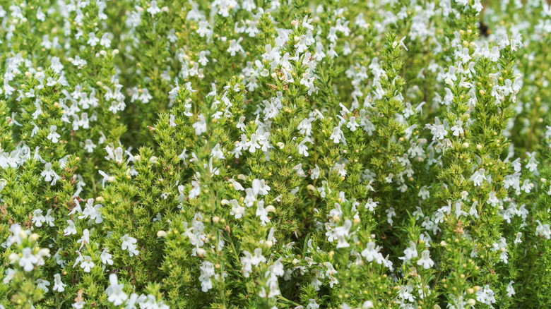 Small white flowers bloom on a winter savory plant in the garden.