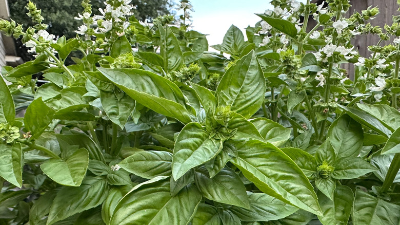 A large basil plant that has started to flower.