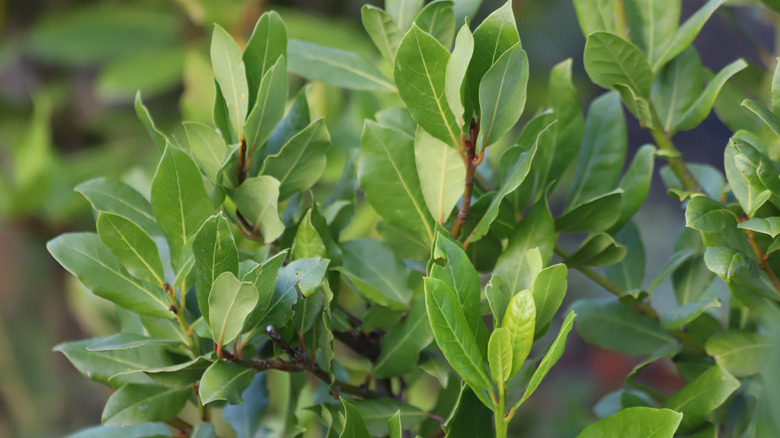 The leaves of a bay laurel shrub growing in a garden.