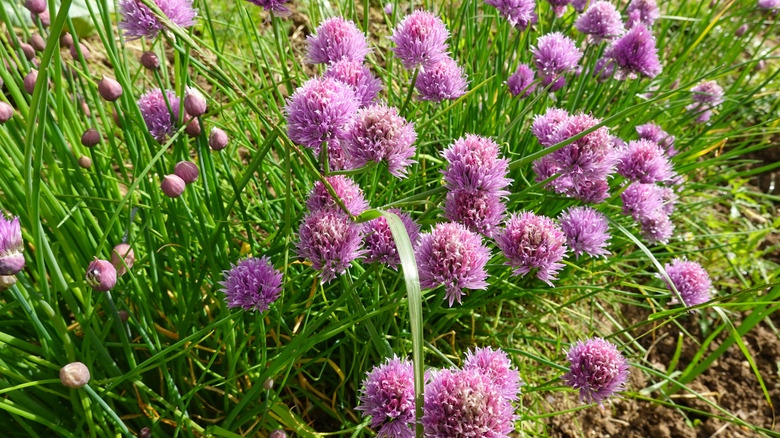 Chives with purple flowers growing in a home garden.