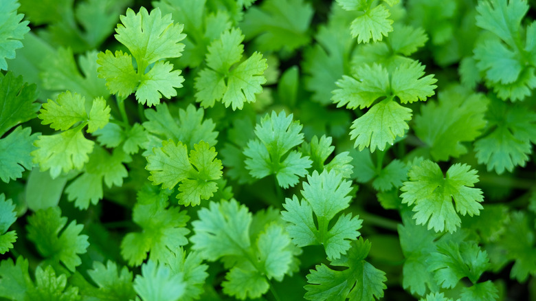 Young cilantro growing in a garden.
