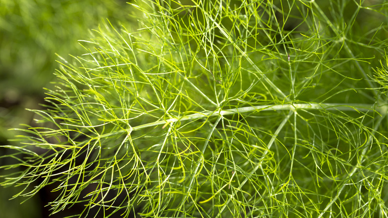A fennel frond with sun shining on it in a home garden.